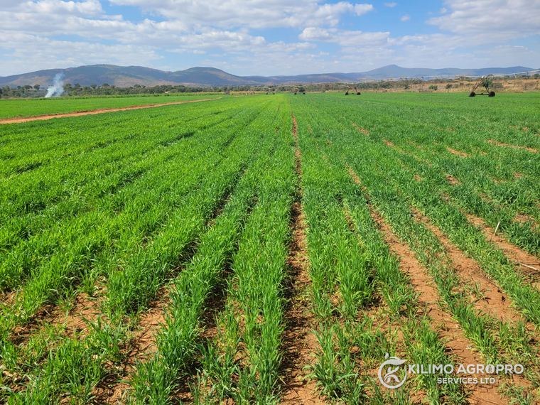 A wheat farm under centre-pivot irrigation, with hills behind
