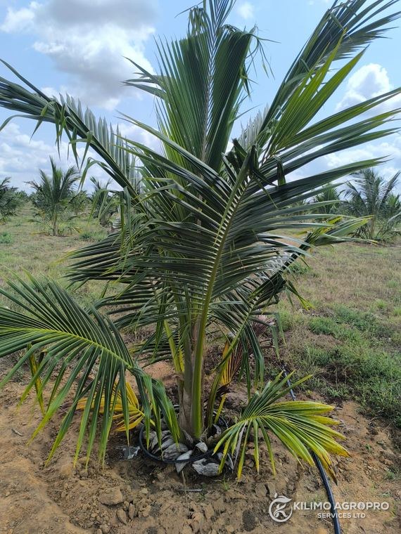 A young coconut palm established under irrigation