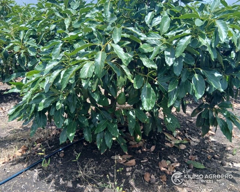 An established avocado orchard under management