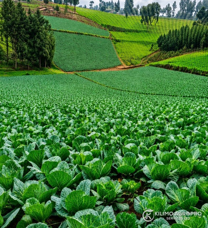 A cabbage crop running up to terraced hillside farms