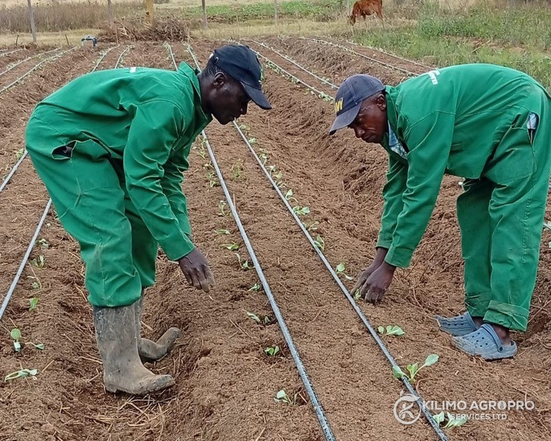 Two Kilimo AgroPro field staff transplanting seedlings along drip lines